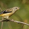 Pardalot teckovany - Pardalotus punctatus - Spotted Pardalote 7889